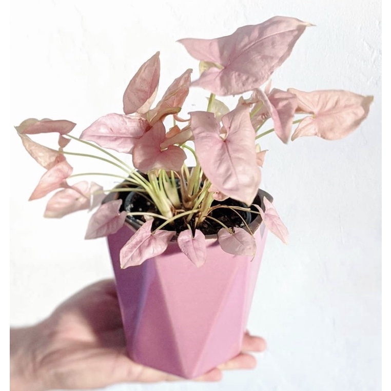 Tanaman hidup sygonium pink-bunga hidup-tanaman hias hidup-kembang-bunga hidup tanaman hias(tanaman hidup/bunga hidup murah)