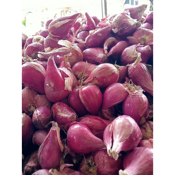 

bawang Brebes kualitas sedang Brebes 100%