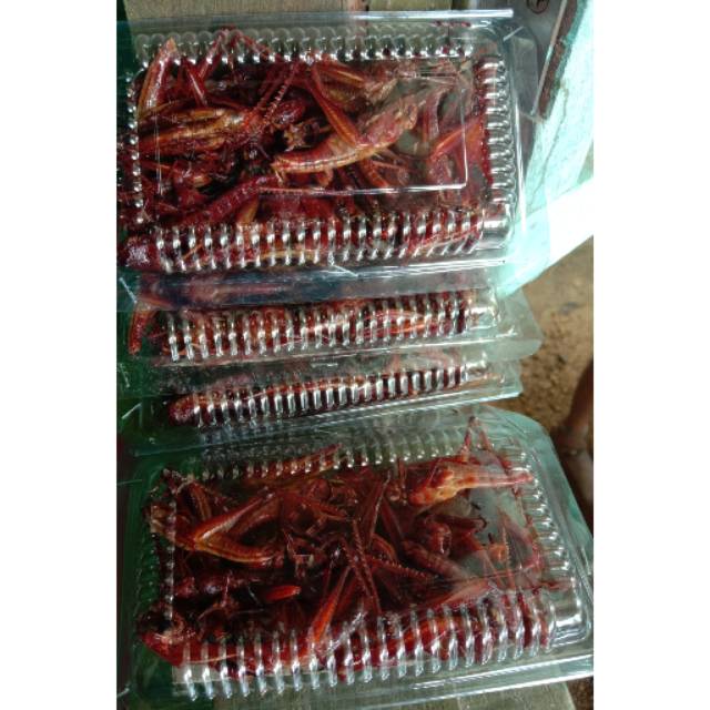 

Walang goreng / Belalang goreng / Uthes / Utis