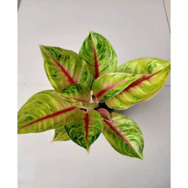 Bibit Bunga Aglonema JAMELA / ZAKPOT IMPORT
