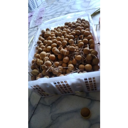 

klengkeng bangkok superr