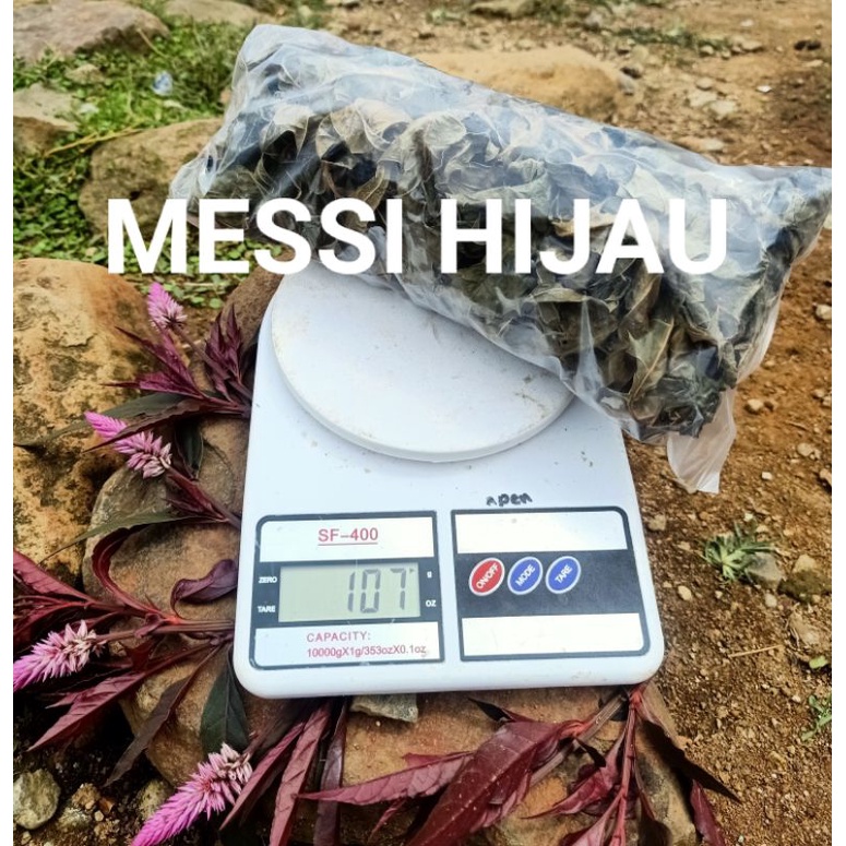 

DAUN DARUJU 100 GRAM