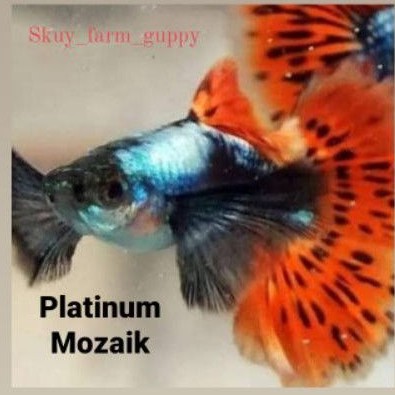 

ikan Guppy Platinum Mozaik/Guppy Mozaik sepasang
