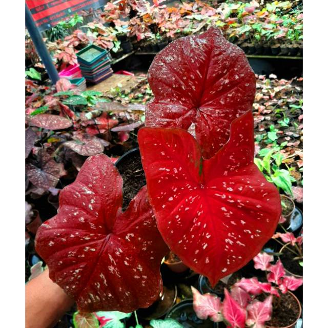 Tanaman Hias Caladium Keladi Hias Red Guardian Shopee Indonesia