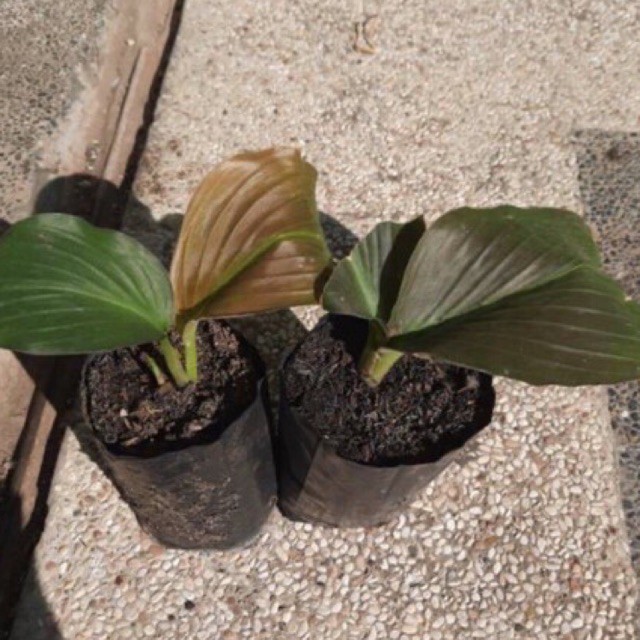 Bibit tanaman kencur hitam asli kaemferia pluchra