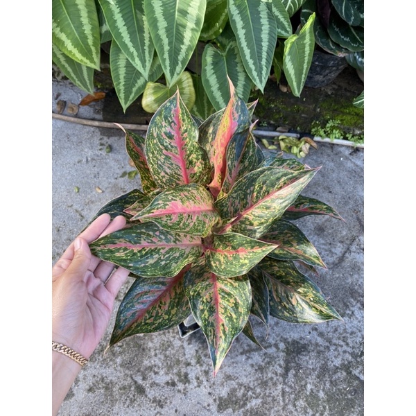 aglonema red anita rumpun/aglonema red anita indukan