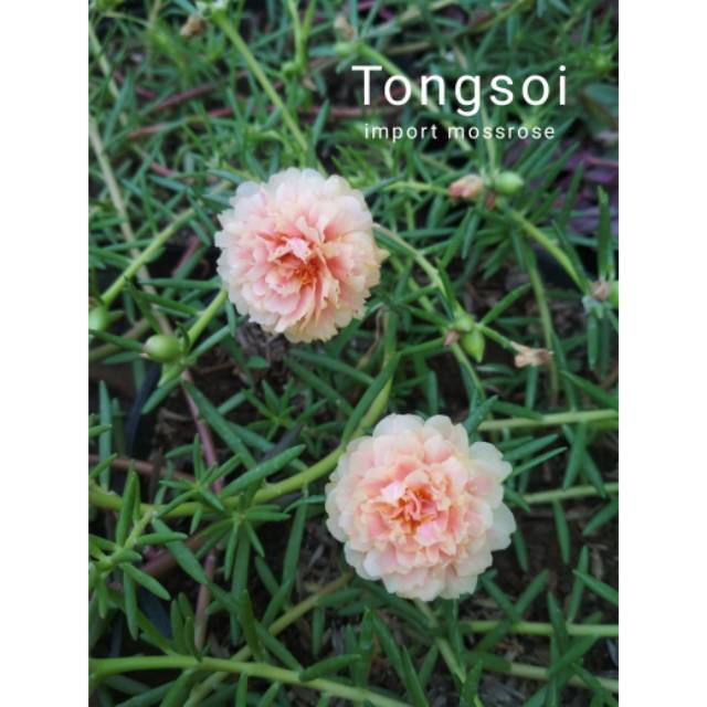 Tongsoi - krokot impor / mossrose / portulaka / mawar tanah