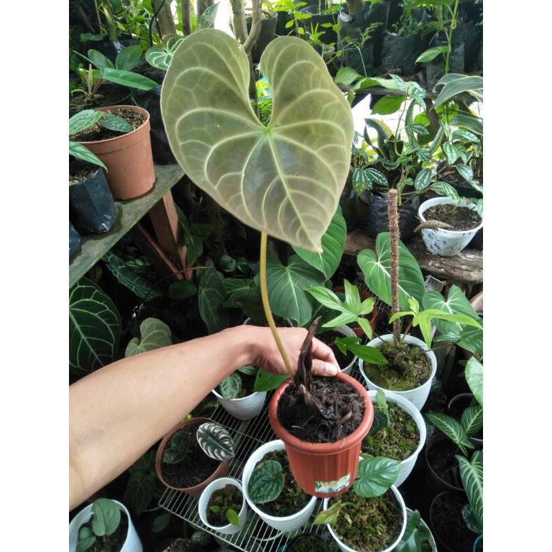 Anthurium SP Magnificum / kuping gajah batang kotak / tangkai kotak / magnificum x regale