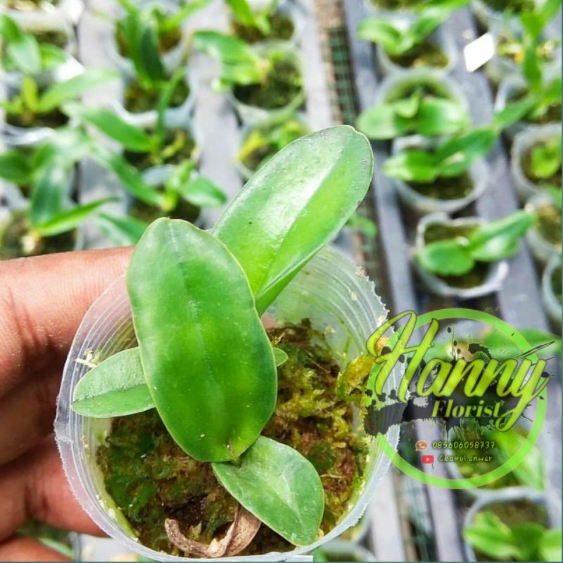 ANGREK CATTELEYA SLEEDLING/REDY STOK MURAH BUNGA BESAR