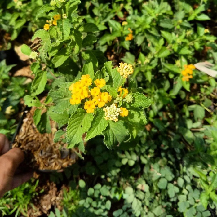tanaman hias lantana bunga kuning - pohon lantana - bunga lantana