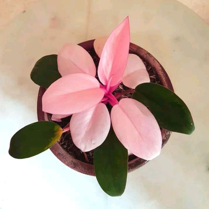philodendron pink congo bibit tanaman hias philo pink congo murah