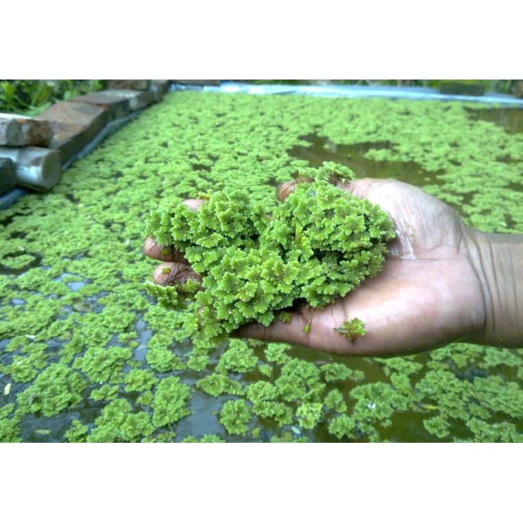 Tanaman Air - Azolla Microphylla