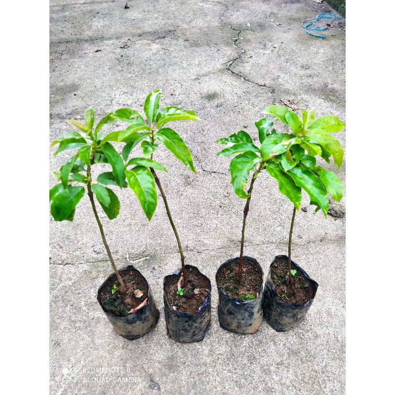 bibit alpukat aligator jumbo