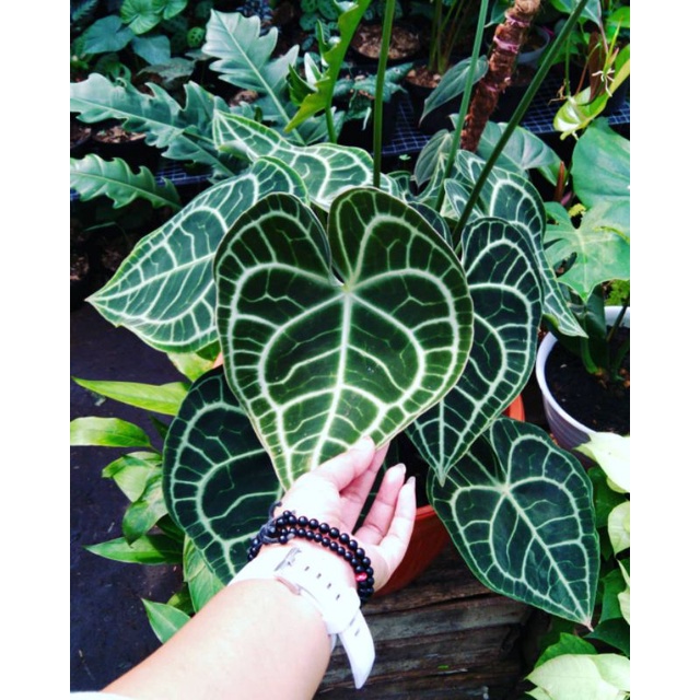 kuping gajah tarantula