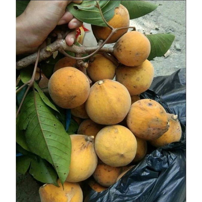 

Buah Ketapi Manis Khas Kalimantan 1100kg