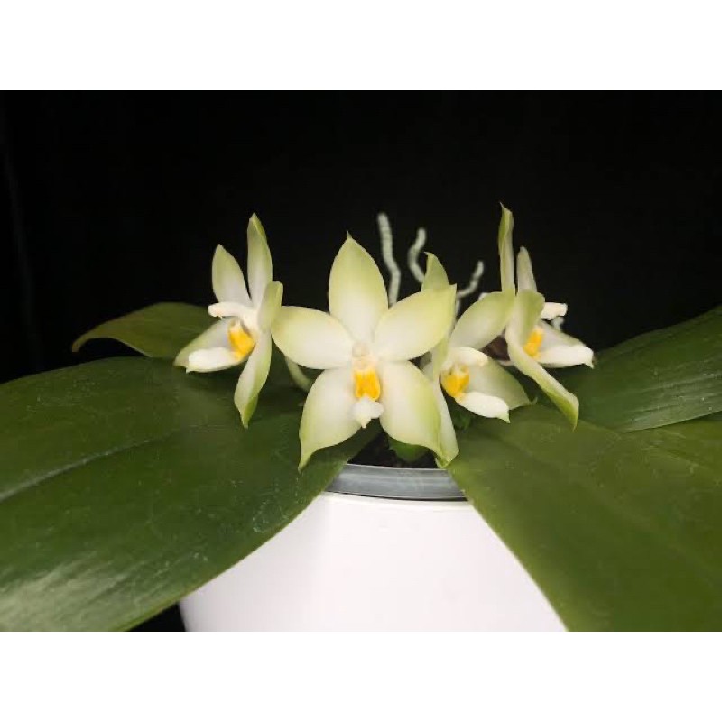 Phalaenopsis Bellina Var Alba
