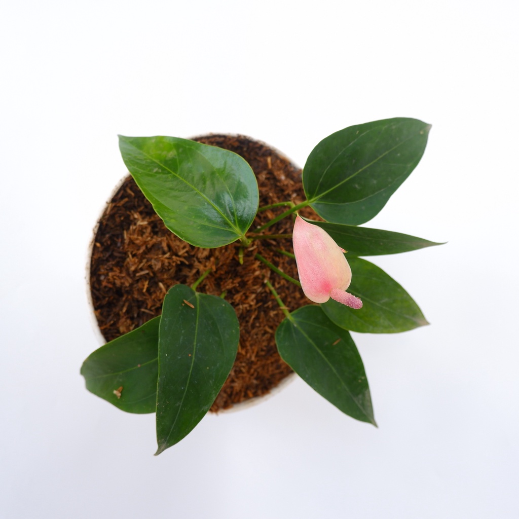 Tanaman Hias Anthurium Mini Pink - Laceleaf