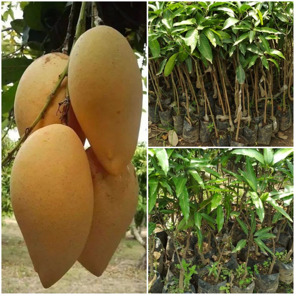 Bibit Mangga Mahatir Okulasi