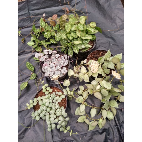 tanaman hias hoya kerii splash thailand