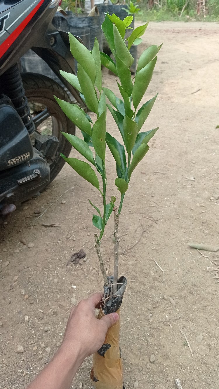 Beli 2 Gratis 1 Bibit Buah Jeruk Santang Madu Super