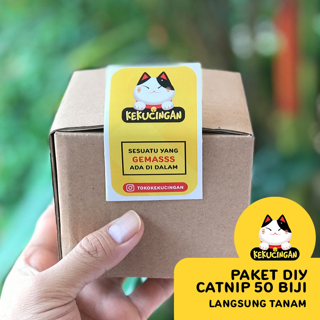 DIY CATNIP ORGANIK Paket Lengkap Tanam Bibit Catnip Kekucingan