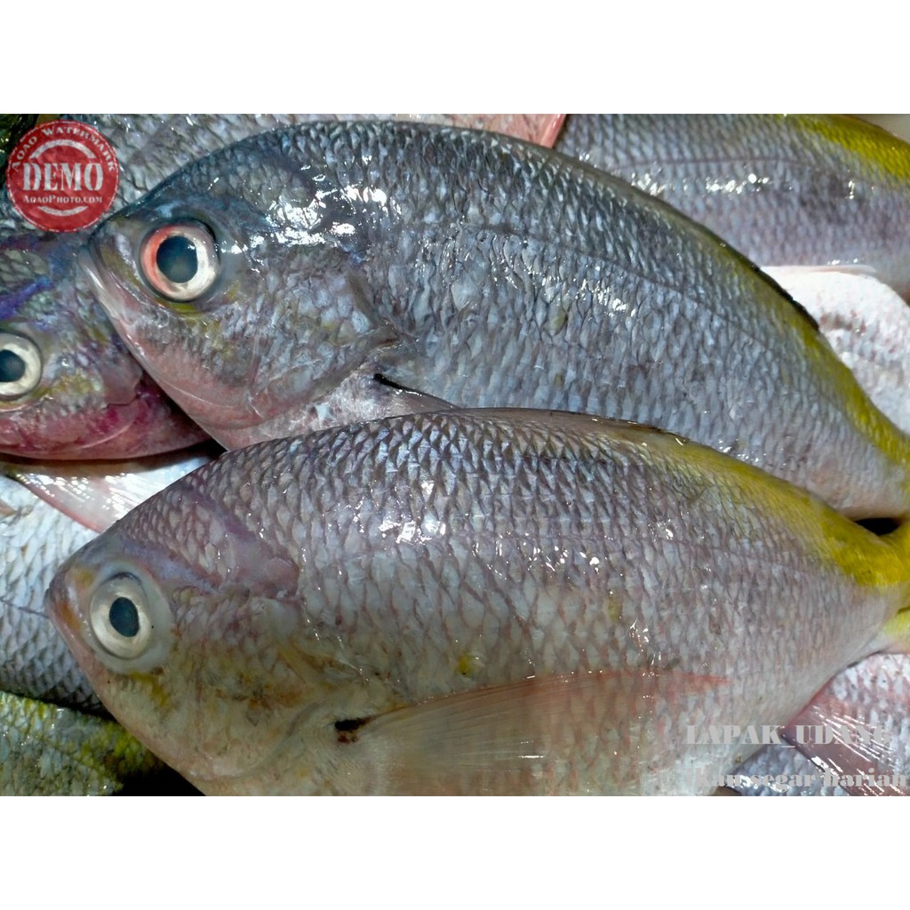 

Ikan Ekor Kuning Segar Ikan Fresh Laut Kualitas GARANSI SEGAR