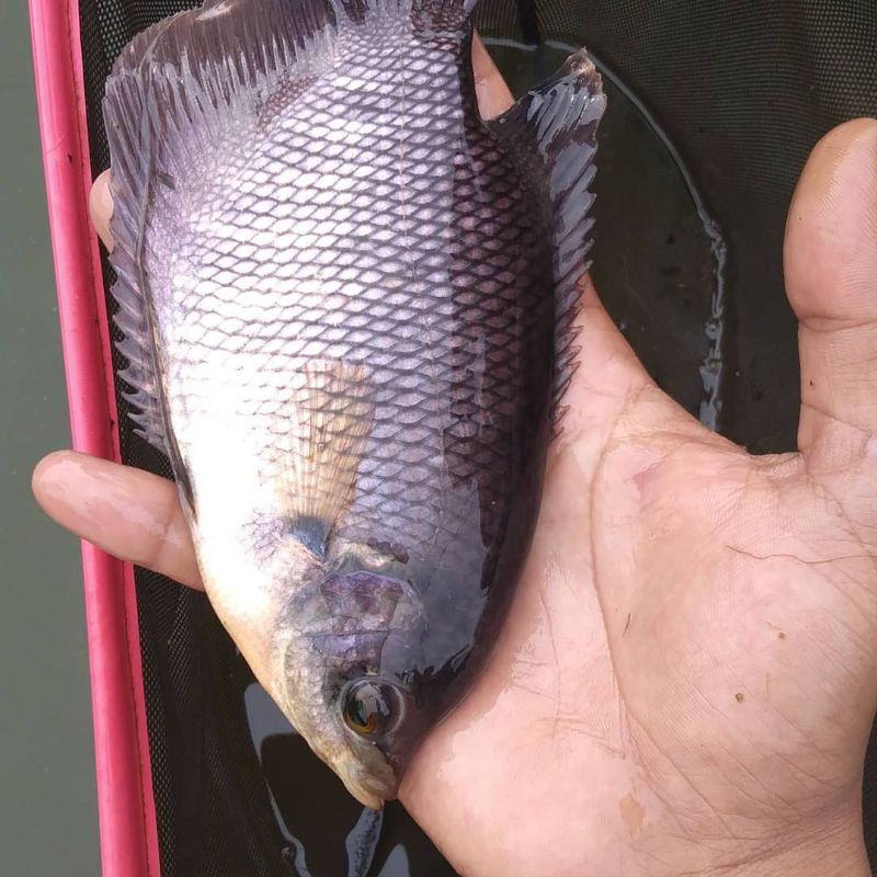 Ikan Gurame Soang Hitam - Bibit Ikan Gurame - Bibit Ikan - Ikan Gurame