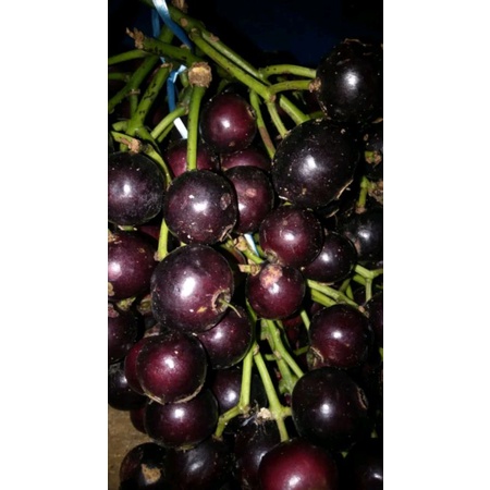 

Buah Gowok/Kupa/ obat diare/pencernaan