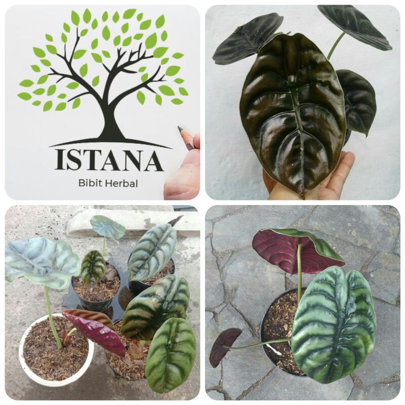 Bibit tanaman hias bunga keladi tengkorak bibit keladi tengkorak