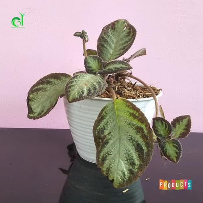 Tanaman bunga episcia cupreata pink panther