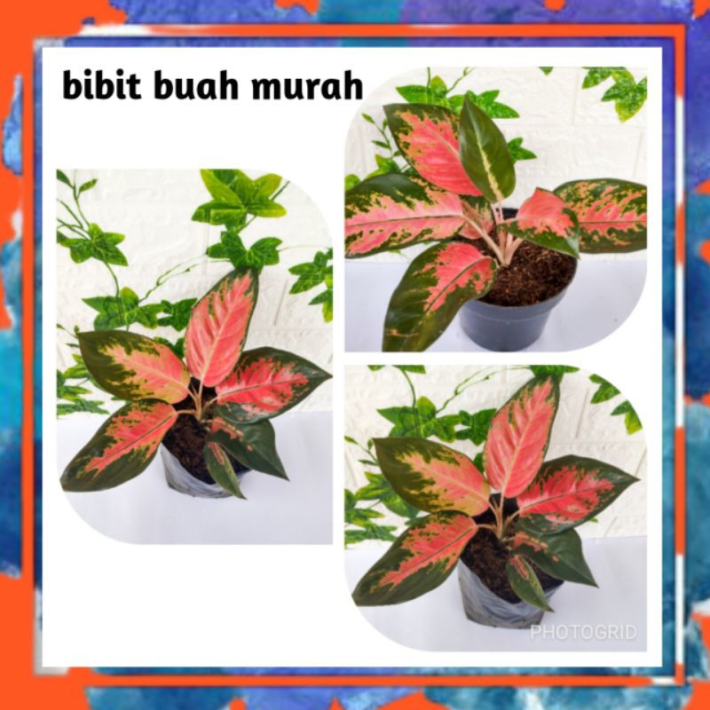 AGLONEMA RED KOCHIN HIBRID MURAH