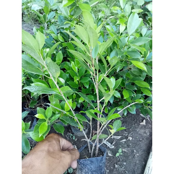 (BISA COD)TANAMAN BONSAI BIBIT FICUS KIMENG
