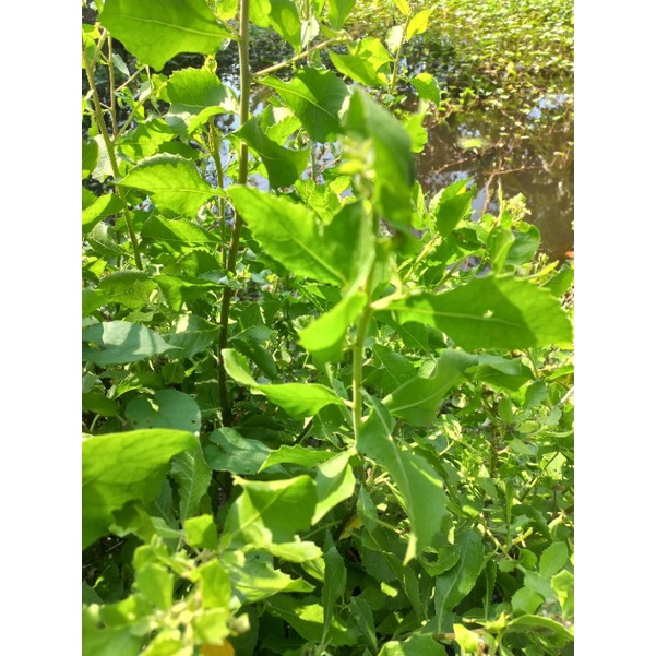 

daun beluntas segar 500gr