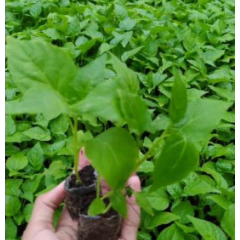 3 bibit cabe rawit lombok kecil full akar siap tanam