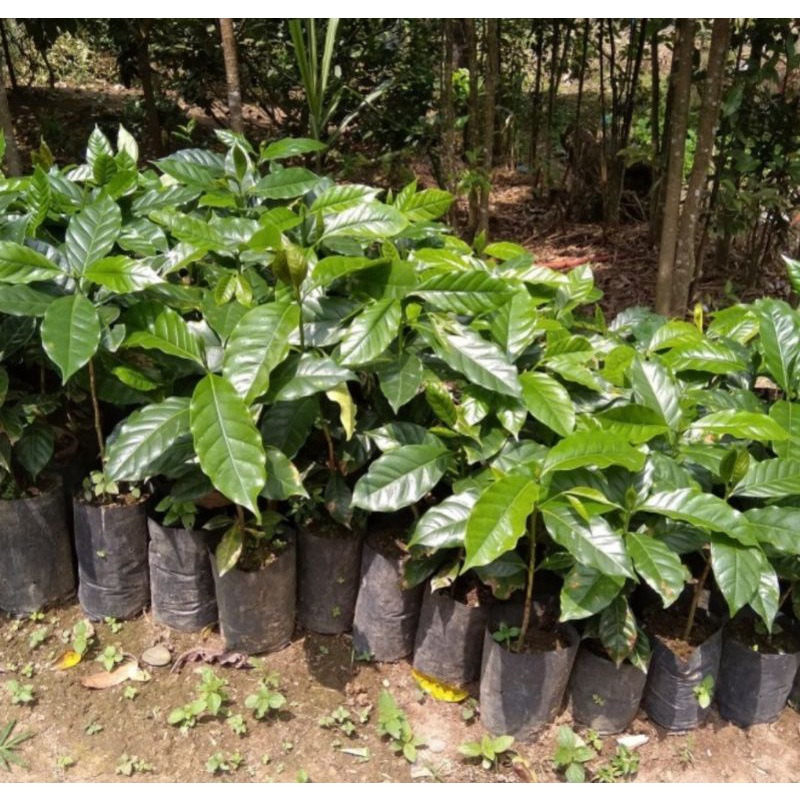 Bibit Kopi Arabika Ateng Super Unggul 50 batang