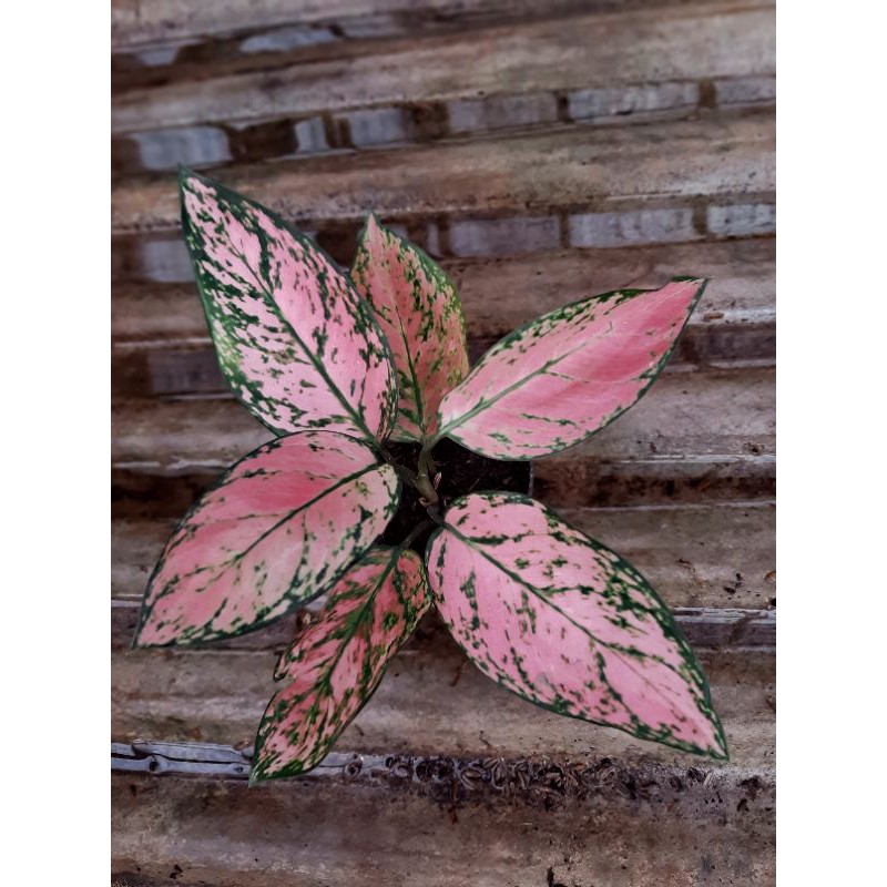 Aglaonema lady valentine/ Aglonema lady valentine/ bibit lady valentine