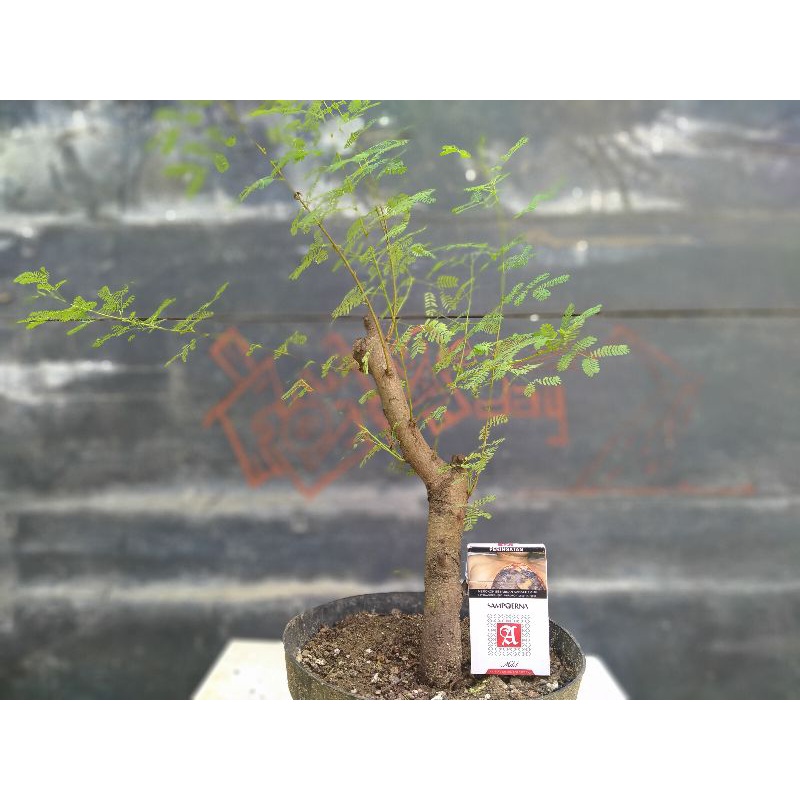 Bahan Bonsai Arabika / Klampis ireng 'REALPIC'