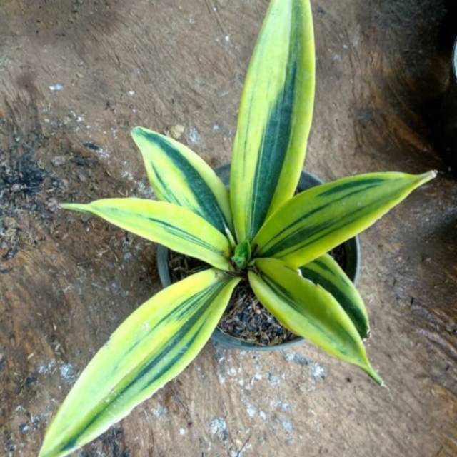 Tanaman hias sensivera golden flame - sensivera