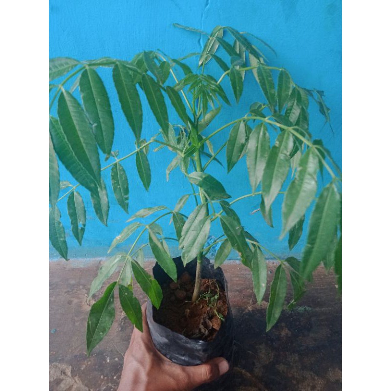 bibit tanaman pohon kedongdong/pohon buah kedongdong