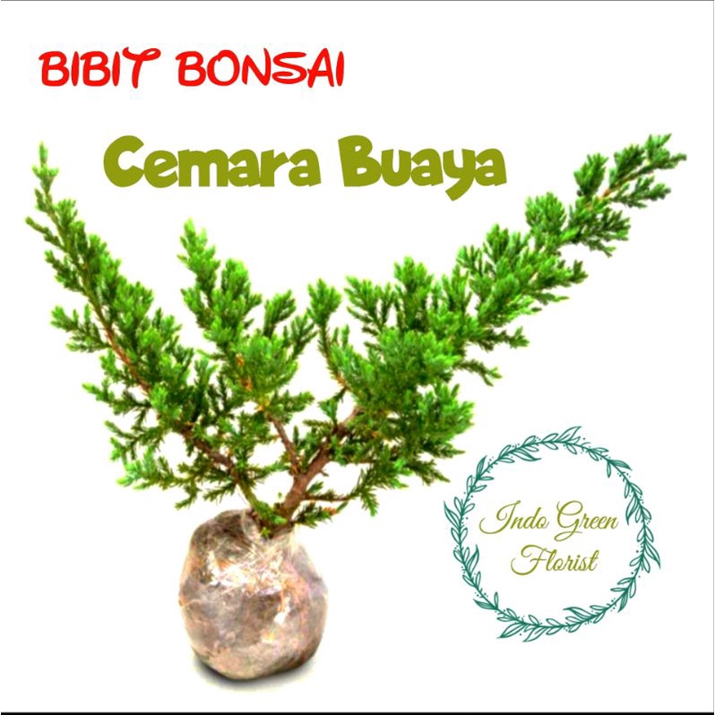 Tanaman Hias Cemara Buaya / Bonsai Cemara Buaya