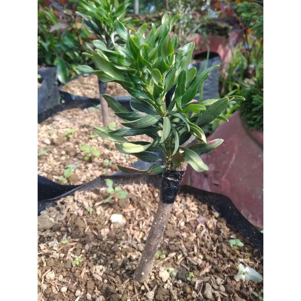 Lohansung TWISTER Hasil Grafting