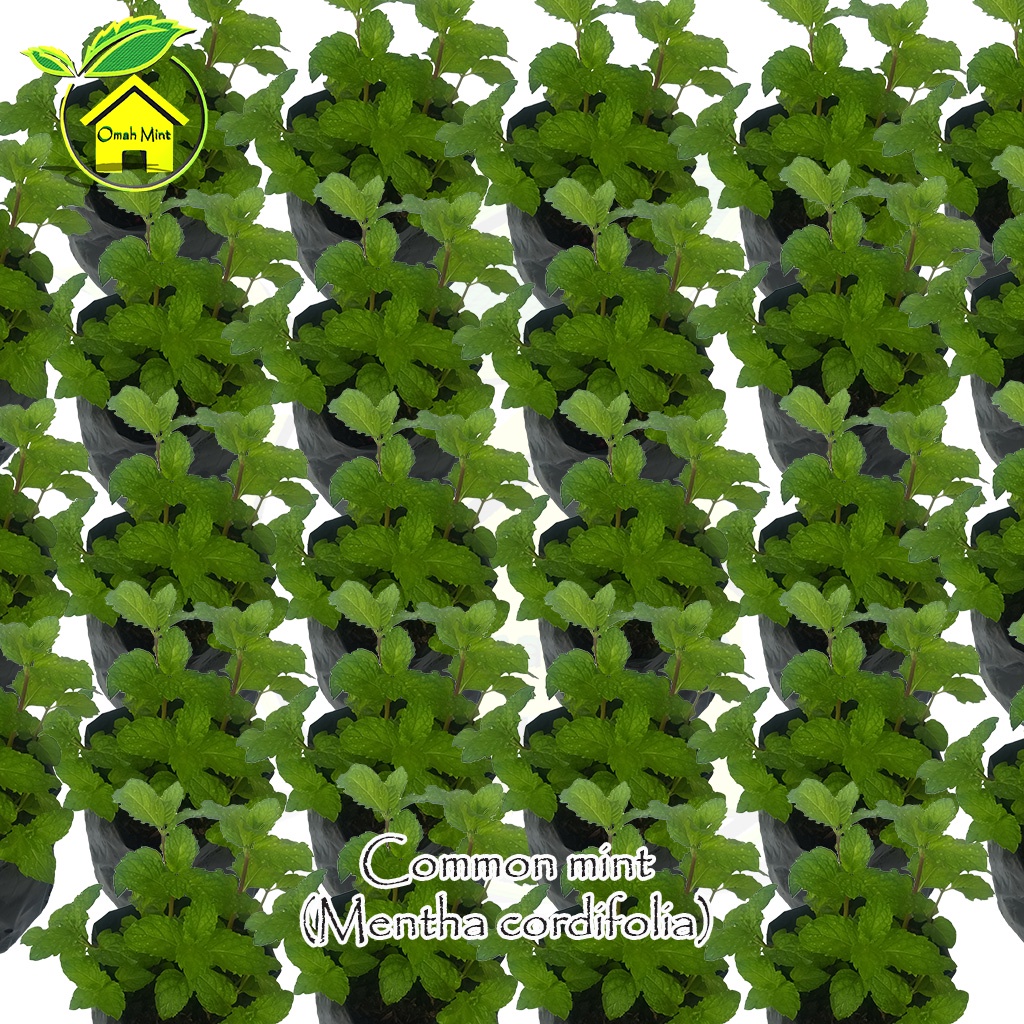 Bibit Tanaman Daun Mint Jenis Commont Mint / Bibit Mint / Pohon mint / Daun Mint