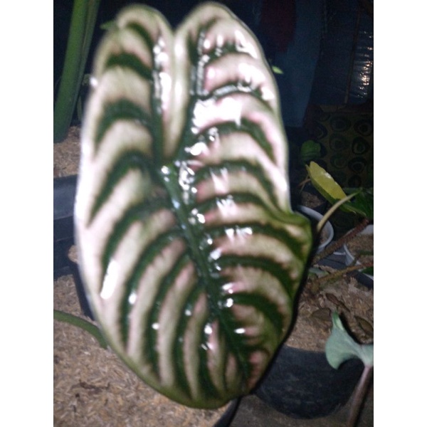 alocasia cuprea tengkorak/ragamanusia