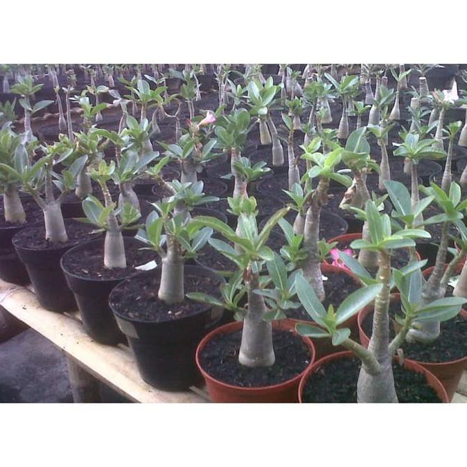 Produk Ready Seedling/Bibit Tanaman Hias Adenium Thaisoco Khz (6-9 Bulan)