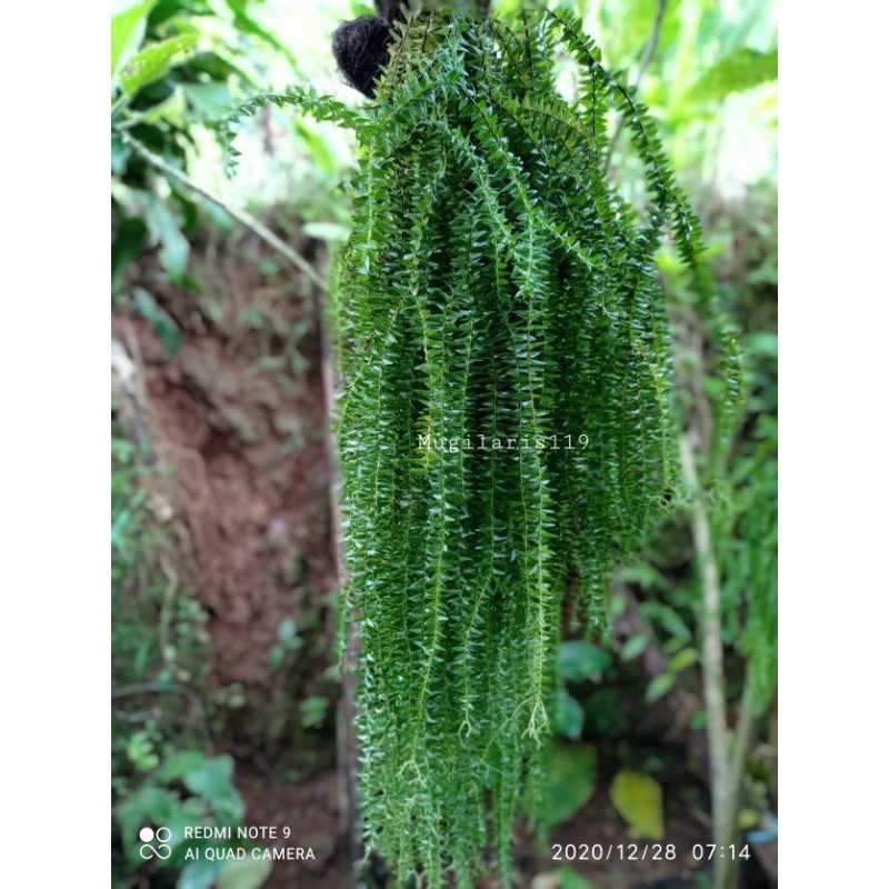 Tanaman Hias Gantung /Kumpay Bintang / Tanaman Hias gantung langka