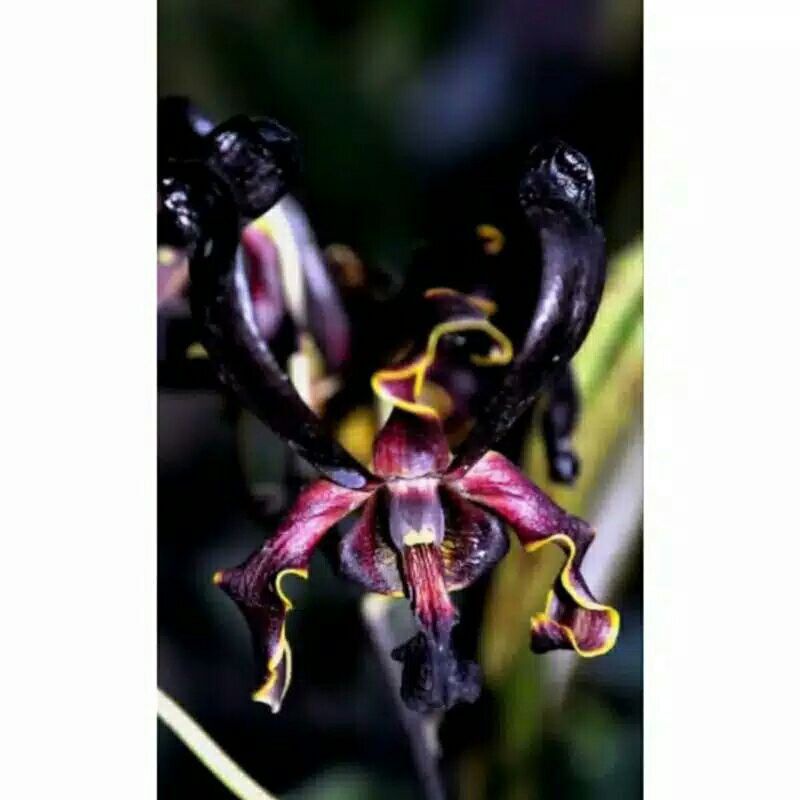 SEEDLING ANGGREK DENDROBIUM BLACK SPIDER