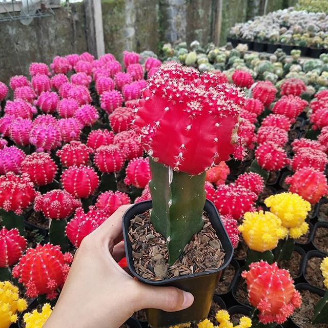 tanaman hias kaktus gymno - cactus gymnocalycium