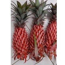 

NANAS MERAH MUDA NANAS HUTAN ASLI ORIJINAL per 500 grm