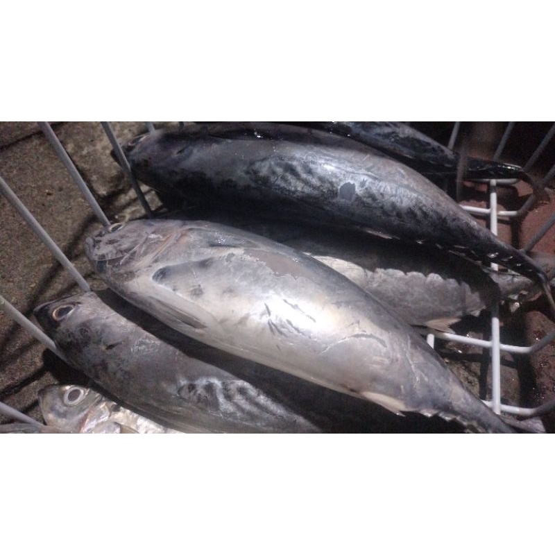 

ikan tuna