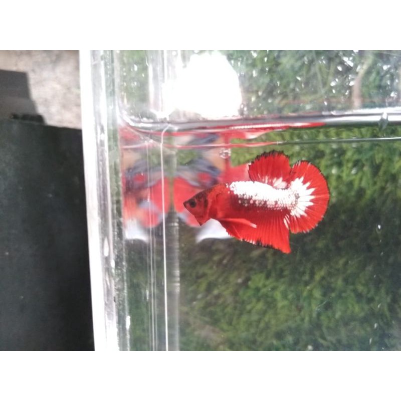 IKAN CUPANG FCCP STAR TAIL LINE VIETNAM  🇻🇳